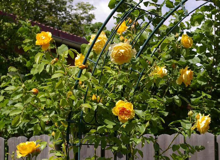 Gelbe Rosen am Rosenbogen als Rankhilfe