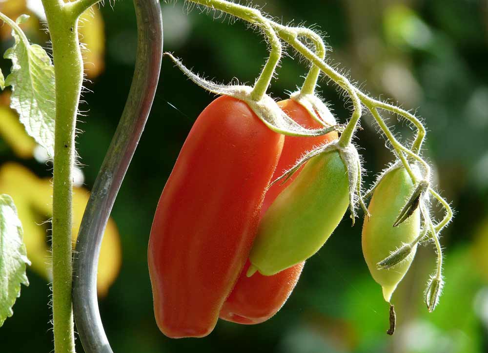 Tomatenstäbe als Rankhilfe für Tomaten