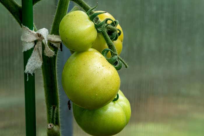 Einfache Tomatenstange im Einsatz